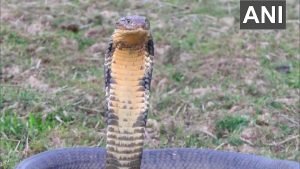 16 फीट का विशाल किंग कोबरा को पकड़ने वन विभाग कर्मियों के छूटे पसीने 2 IMG 20210405 081958